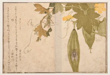 Singende Grille auf Zikade, 1788